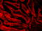 Glutathione Peroxidase 1 antibody, 45-065, ProSci, Western Blot image 