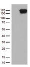 Transcriptional Repressor GATA Binding 1 antibody, CF813180, Origene, Western Blot image 