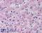 Glucagon receptor antibody, LS-A838, Lifespan Biosciences, Immunohistochemistry frozen image 