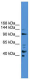 Progesterone Immunomodulatory Binding Factor 1 antibody, TA340099, Origene, Western Blot image 