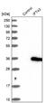 Uncharacterized protein C14orf179 homolog antibody, NBP1-92019, Novus Biologicals, Western Blot image 