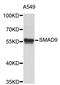 SMAD Family Member 9 antibody, STJ25611, St John