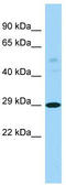 Pentatricopeptide Repeat Domain 3 antibody, TA334357, Origene, Western Blot image 