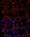 Uncoupling Protein 3 antibody, 16-826, ProSci, Immunofluorescence image 