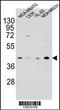 HERV-H LTR-Associating 2 antibody, 55-312, ProSci, Western Blot image 