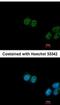 Far Upstream Element Binding Protein 3 antibody, NBP2-16545, Novus Biologicals, Immunofluorescence image 