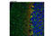 NDRG Family Member 4 antibody, 9039S, Cell Signaling Technology, Immunofluorescence image 