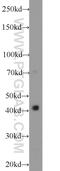 Osteoclastogenesis Associated Transmembrane Protein 1 antibody, 14621-1-AP, Proteintech Group, Western Blot image 
