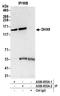 ATP-dependent RNA helicase A antibody, A300-855A, Bethyl Labs, Immunoprecipitation image 