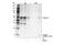 Caspase 1 antibody, 24232S, Cell Signaling Technology, Western Blot image 