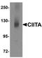 Class II Major Histocompatibility Complex Transactivator antibody, orb94726, Biorbyt, Western Blot image 