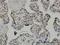 TATA-Box Binding Protein Associated Factor 7 antibody, H00006879-M01, Novus Biologicals, Immunohistochemistry paraffin image 