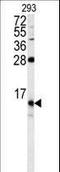 FKBP Prolyl Isomerase 1B antibody, LS-C97479, Lifespan Biosciences, Western Blot image 