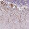 Chromosome 20 Open Reading Frame 194 antibody, NBP2-14759, Novus Biologicals, Immunohistochemistry frozen image 