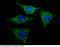 Prohibitin 2 antibody, 101202-T34, Sino Biological, Immunohistochemistry frozen image 