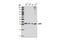 Lactate Dehydrogenase A antibody, 3582T, Cell Signaling Technology, Western Blot image 