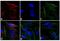 Mouse IgG antibody, 31661, Invitrogen Antibodies, Immunofluorescence image 