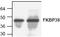 FKBP Prolyl Isomerase 8 antibody, TA318946, Origene, Western Blot image 