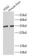 MYD88 Innate Immune Signal Transduction Adaptor antibody, FNab10314, FineTest, Western Blot image 