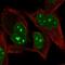 PR domain zinc finger protein 5 antibody, HPA051406, Atlas Antibodies, Immunocytochemistry image 