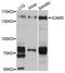 Intercellular Adhesion Molecule 3 antibody, A3923, ABclonal Technology, Western Blot image 