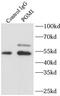 Phosphoglucomutase-1 antibody, FNab06359, FineTest, Immunoprecipitation image 