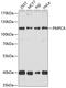 Peptidase, Mitochondrial Processing Alpha Subunit antibody, A09623, Boster Biological Technology, Western Blot image 
