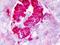 CXADR Ig-Like Cell Adhesion Molecule antibody, orb96309, Biorbyt, Immunohistochemistry paraffin image 