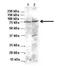 Beta-Secretase 1 antibody, NBP1-62416, Novus Biologicals, Western Blot image 