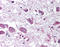 Hypocretin Neuropeptide Precursor antibody, AP07538PU-N, Origene, Immunohistochemistry frozen image 