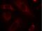 PTPN11 antibody, ab131541, Abcam, Immunofluorescence image 