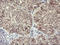 Leucine Zipper And CTNNBIP1 Domain Containing antibody, LS-C338014, Lifespan Biosciences, Immunohistochemistry frozen image 