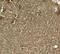 Krueppel-like factor 17 antibody, 8041, ProSci Inc, Immunohistochemistry frozen image 