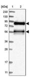 Tight Junction Associated Protein 1 antibody, PA5-56376, Invitrogen Antibodies, Western Blot image 