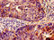 Interferon Induced Transmembrane Protein 3 antibody, orb400208, Biorbyt, Immunohistochemistry paraffin image 