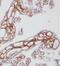 Carboxypeptidase A1 antibody, FNab01260, FineTest, Immunohistochemistry frozen image 