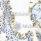 Arylsulfatase F antibody, A8102, ABclonal Technology, Immunohistochemistry paraffin image 