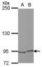 E2F Transcription Factor 8 antibody, NBP2-16252, Novus Biologicals, Western Blot image 