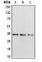 Apolipoprotein L2 antibody, MBS820568, MyBioSource, Western Blot image 