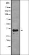 OR antibody, orb336435, Biorbyt, Western Blot image 