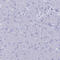 Nucleolar And Spindle Associated Protein 1 antibody, HPA042904, Atlas Antibodies, Immunohistochemistry frozen image 