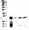 BPI Fold Containing Family A Member 1 antibody, AP32817PU-N, Origene, Western Blot image 