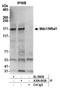 Mediator of DNA damage checkpoint protein 1 antibody, A304-843A, Bethyl Labs, Immunoprecipitation image 