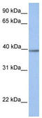Aminomethyltransferase antibody, TA336232, Origene, Western Blot image 