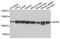 Splicing factor, proline- and glutamine-rich antibody, PA5-76121, Invitrogen Antibodies, Western Blot image 