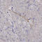 Neural Cell Adhesion Molecule 2 antibody, HPA030900, Atlas Antibodies, Immunohistochemistry frozen image 