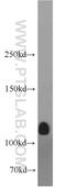Diacylglycerol Kinase Theta antibody, 17885-1-AP, Proteintech Group, Western Blot image 