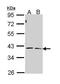 Cystathionine Gamma-Lyase antibody, PA5-29725, Invitrogen Antibodies, Western Blot image 