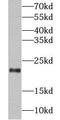 Interferon alpha-1/13 antibody, FNab04357, FineTest, Western Blot image 