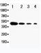 Delta-like protein 1 antibody, PA1911, Boster Biological Technology, Western Blot image 